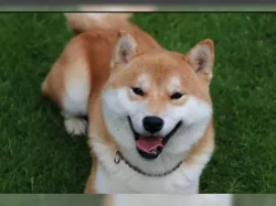 Shiba inu na prodej