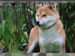 Shiba inu na prodej