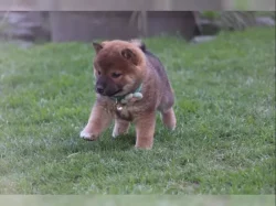 Shiba inu na prodej