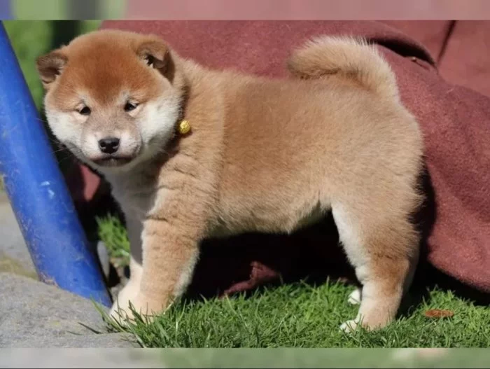 Shiba inu na prodej