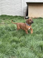 Rhod. ridgeback s PP - IHNED k odběru