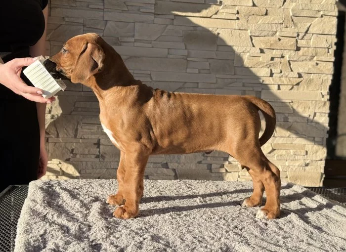 Rhod. ridgeback s PP - IHNED k odběru