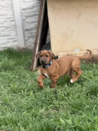 Rhod. ridgeback s PP - IHNED k odběru