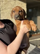 Rhod. ridgeback s PP - IHNED k odběru