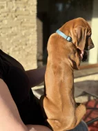 Rhod. ridgeback s PP - IHNED k odběru