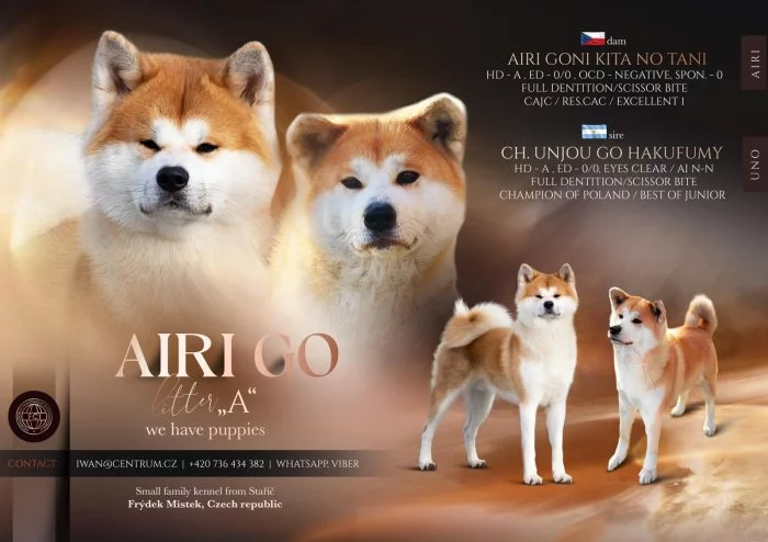 Akita Inu s průkazem původu (PP)