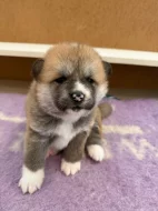 Akita Inu s průkazem původu (PP)