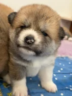 Akita Inu s průkazem původu (PP)