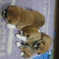 Akita Inu s průkazem původu (PP)