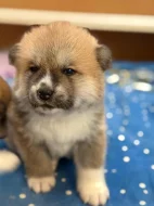 Akita Inu s průkazem původu (PP)