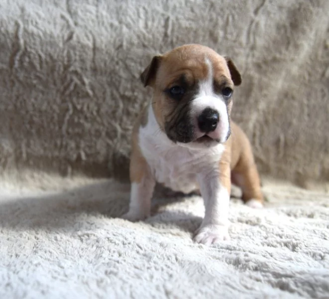 Americký stafordšírský teriér s PP