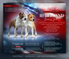 Americký stafordšírský teriér s PP