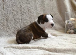 Americký stafordšírský teriér s PP