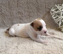 Americký stafordšírský teriér s PP