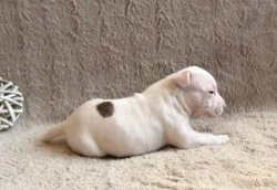 Americký stafordšírský teriér s PP