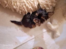 Jorkšírský teriér