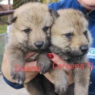 Československý vlčák s PP