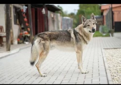 Československý vlčák s PP