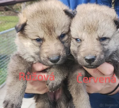 Československý vlčák s PP