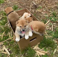 Shiba-Inu štěňata na prodej