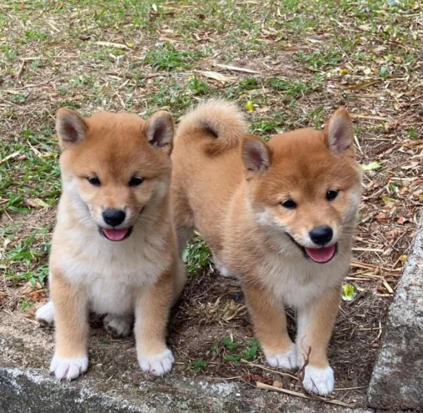 Shiba-Inu štěňata na prodej