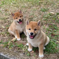 Shiba-Inu štěňata na prodej