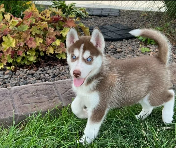 Prodám Krásná štěňátka Sibiřský husky s PP