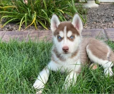 Prodám Krásná štěňátka Sibiřský husky s PP