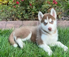 Prodám Krásná štěňátka Sibiřský husky s PP