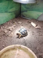 Želva pardálí (Stigmochelys pardalis)