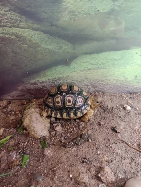 Želva pardálí (Stigmochelys pardalis)