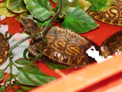 Želva kouzelná (Rhinoclemys pulecherima manni)