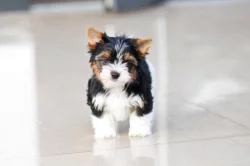 Biewer jorkšírskÿ terier s pp