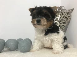 Biewer jorkšírskÿ terier s pp