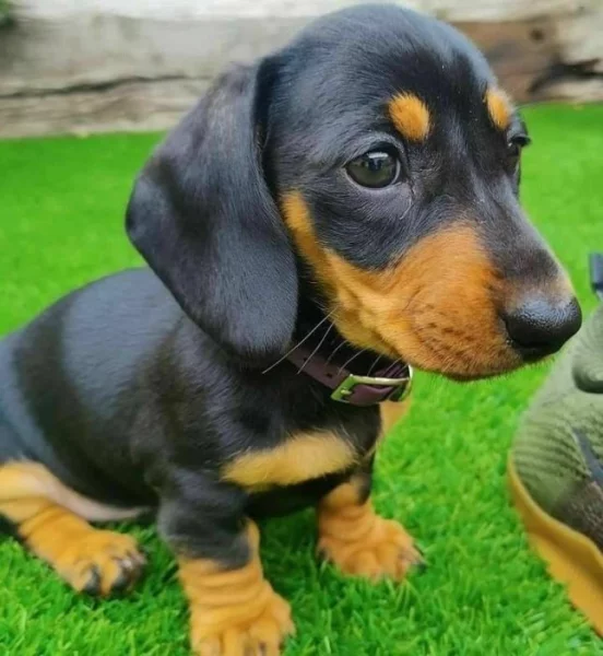 Jezevčík hladkosrstý trpasličí