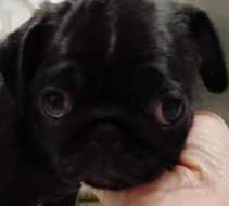 Mops s PP