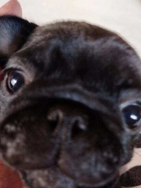 Mops s PP