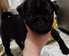 Mops s PP