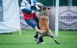 Štěňata Belgický ovčák Tervueren - Pracovní spojen