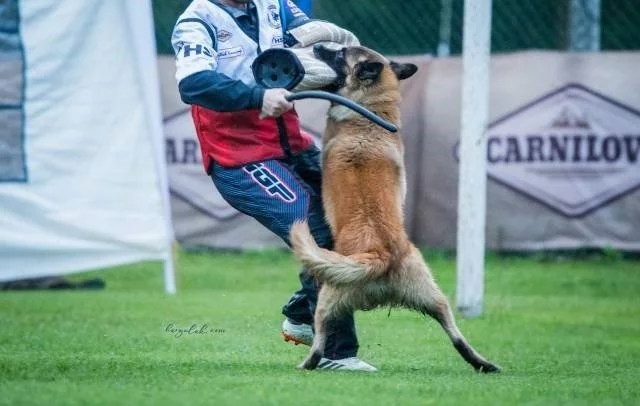 Štěňata Belgický ovčák Tervueren - Pracovní spojen