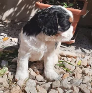 Cavalier King Charles Spaniel