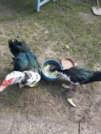 Prodám kachny pižmové