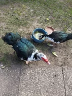 Prodám kachny pižmové