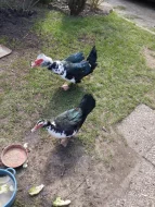 Prodám kachny pižmové