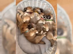 Shiba Inu štěňata s doklady