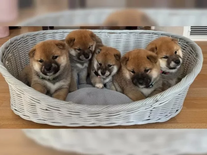 Shiba Inu štěňata s doklady