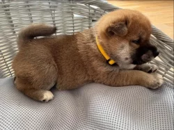 Shiba Inu štěňata s doklady