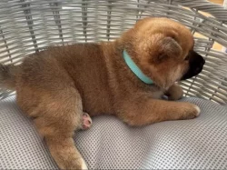 Shiba Inu štěňata s doklady