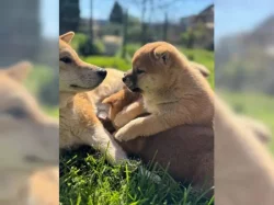 Shiba Inu štěňata s doklady