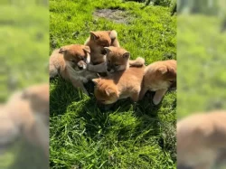 Shiba Inu štěňata s doklady